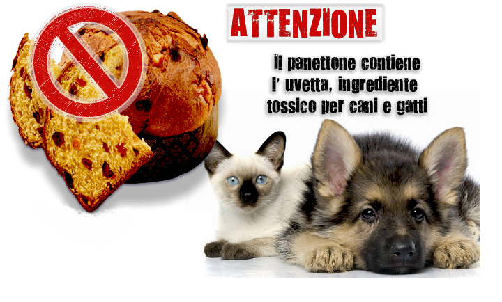 Panettone: cibo vietato per i nostri animali domestici